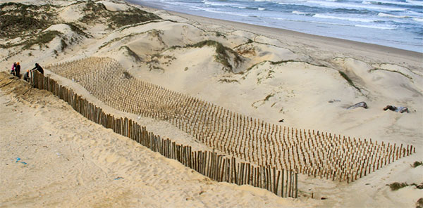 Công nghệ bẫy cát có định hướng góp phần ổn định giồng cát ven biển