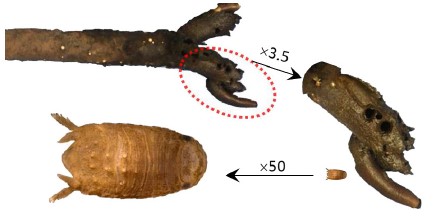 Ảnh hưởng của loài giáp xác chân đều (Sphaeroma terebrans Bate, 1866) đến sinh trưởng và hình thái hệ thống rễ thở của cây Đước đỏ Rhizophora mangle tại vùng Caribbean