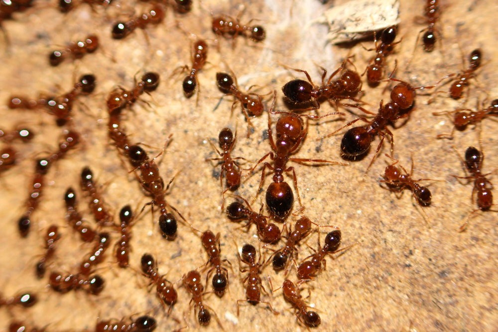 Tiềm năng sử dụng Methyl Benzoate tiêu diệt loài kiến lửa đỏ Solenopsis invicta (Hymenoptera: Formicidae)