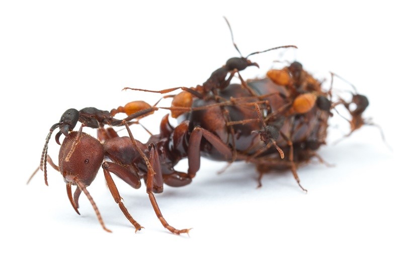 Cơ chế hình thành hai đẳng cấp kiến thợ và kiến chúa trong quần tộc kiến