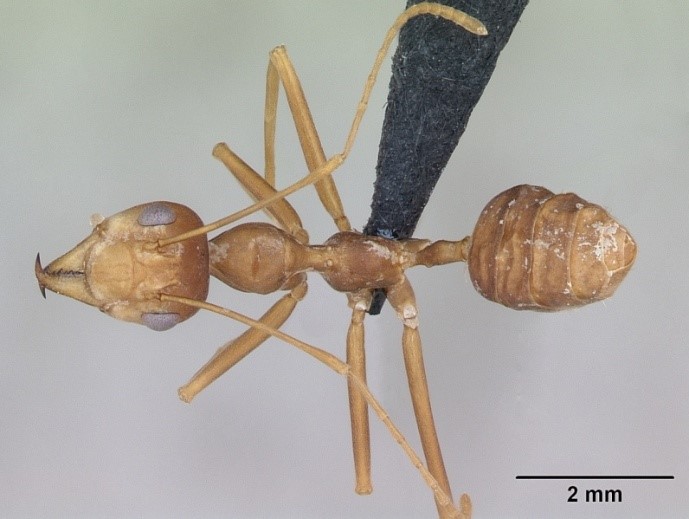 Kiến bảo vệ và bón phân cho lá - cộng sinh giữa kiến dệt lá Oecophylla smaragdina (Fabricius, 1775) (Hymenoptera: Formicidae) trên cây cà phê