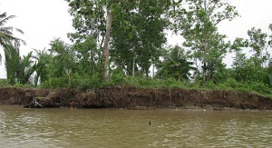 Khảo sát, đánh giá hiệu quả làm việc của hệ thống Tường mềm giảm sóng và đai cây bán ngập bảo vệ tuyến đê Mang Rổ - Phú Thuận, tỉnh Cà Mau