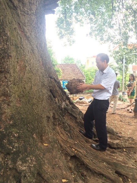 Khảo sát, đánh giá hiện trạng cây Dã hương tại xã Tiên Lục, huyện Lạng Giang, tỉnh Bắc Giang