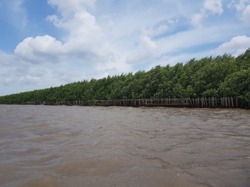 Đánh giá hiệu quả giảm sóng, gây bồi của giải pháp tường mềm trong công tác trồng rừng ngập mặn ở Đất Mũi - Cà Mau sau 5 năm áp dụng