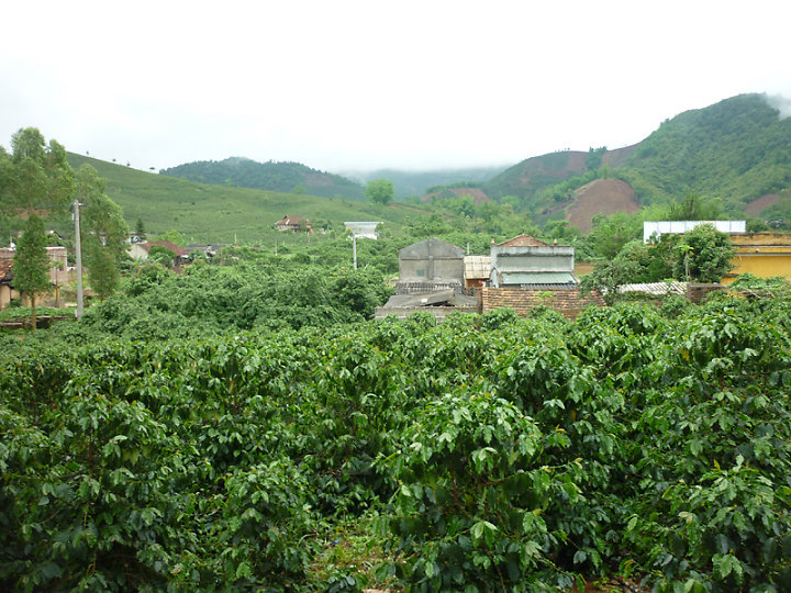 Thành phần loài mối gây hại cây cà phê ở Sơn La
