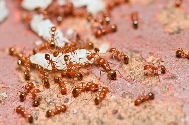 Thành phần loài kiến gây hại ở khu đô thị Hà Nội